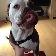 Olde english bulldogge Alcapones Donna