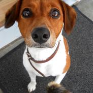 Blanding af racer Freja