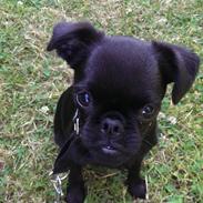 Griffon petit brabancon Niels Elmer