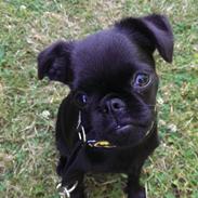 Griffon petit brabancon Niels Elmer