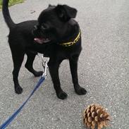 Griffon petit brabancon Niels Elmer