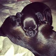 Griffon petit brabancon Niels Elmer