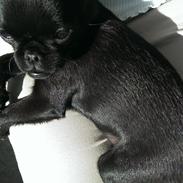 Griffon petit brabancon Niels Elmer