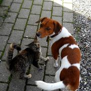 Blanding af racer Freja