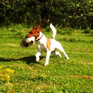 Blanding af racer Freja