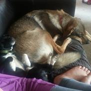 Blanding af racer Misha