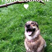 Blanding af racer Misha