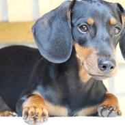 Blanding af racer Frida 