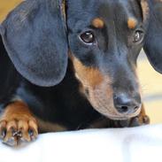 Blanding af racer Frida 