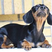 Blanding af racer Frida 