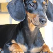 Blanding af racer Frida 