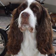 Engelsk springer spaniel Frida
