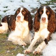 Engelsk springer spaniel Frida