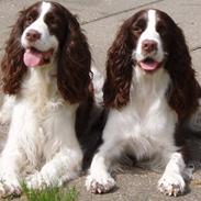 Engelsk springer spaniel Frida