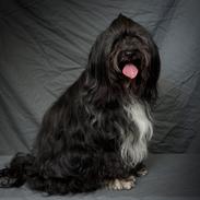 Tibetansk terrier Thaye