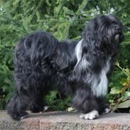 Tibetansk terrier Thaye