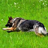 Schæferhund Tesvanes Hillary - Aisha