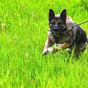 Schæferhund Tesvanes Hillary - Aisha