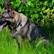 Schæferhund Tesvanes Hillary - Aisha