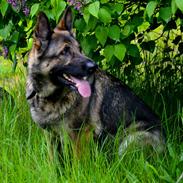 Schæferhund Tesvanes Hillary - Aisha