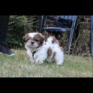 Shih tzu Tabbie