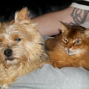 Norwich terrier Chili