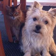 Norwich terrier Chili