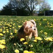 Norwich terrier Chili