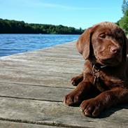 Labrador retriever Buller