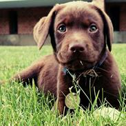 Labrador retriever Buller