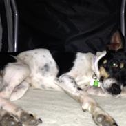 Dansk svensk gaardhund molly