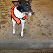 Dansk svensk gaardhund molly