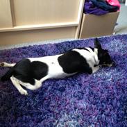 Dansk svensk gaardhund molly