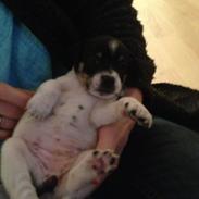 Dansk svensk gaardhund molly