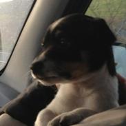 Dansk svensk gaardhund molly