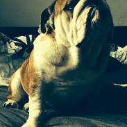 Engelsk bulldog Monster