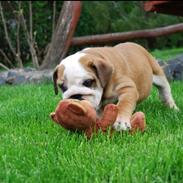 Engelsk bulldog Monster