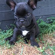 Fransk bulldog Buddha