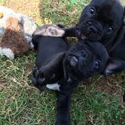 Fransk bulldog Buddha