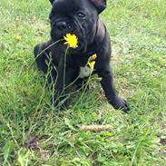 Fransk bulldog Buddha