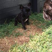 Fransk bulldog Buddha