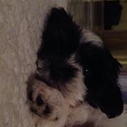 Shih tzu Charlie