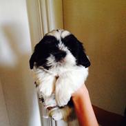 Shih tzu Charlie