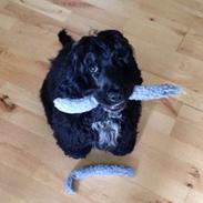 Cocker spaniel Pixel