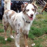 Australian shepherd Petra