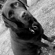 Labrador retriever Samson