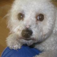 Bichon à poil frisé Banjo