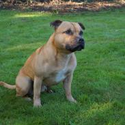 Staffordshire bull terrier KBHV2015 Wenk Staff' s King In A Corner aka Elo