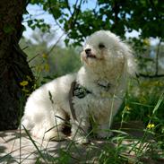 Bichon à poil frisé Banjo