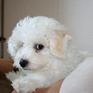 Bichon à poil frisé Banjo